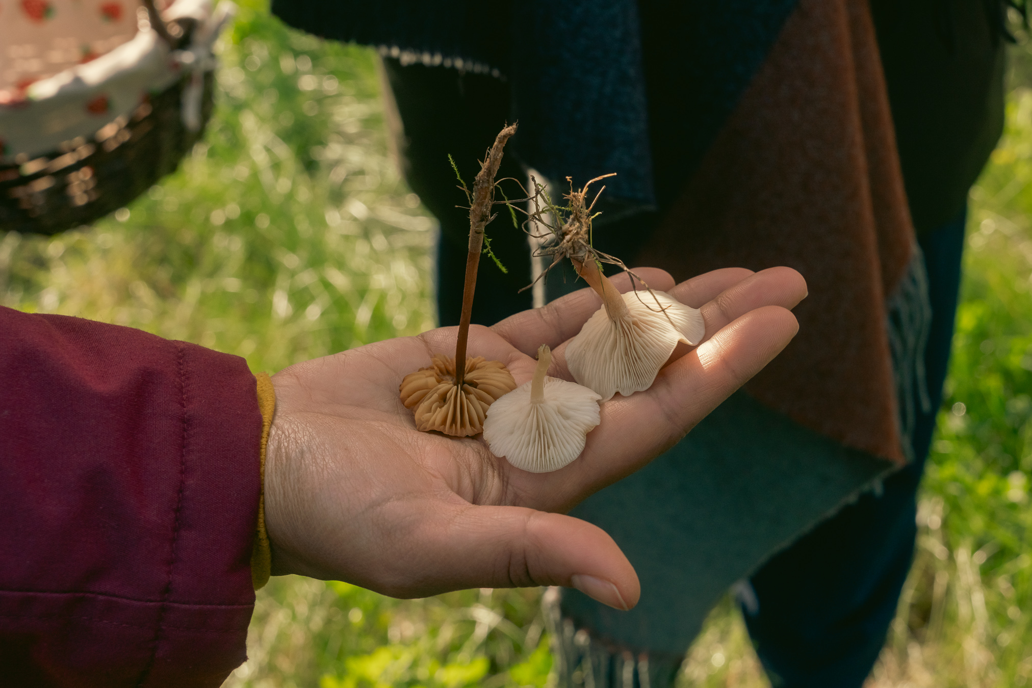 Foraging Frohnau
